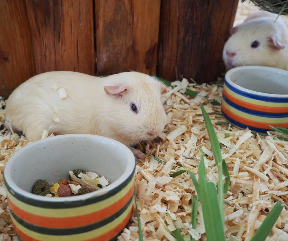 How to Keep Your Guinea Pigs Safe While Using Candles? Kindled Craft