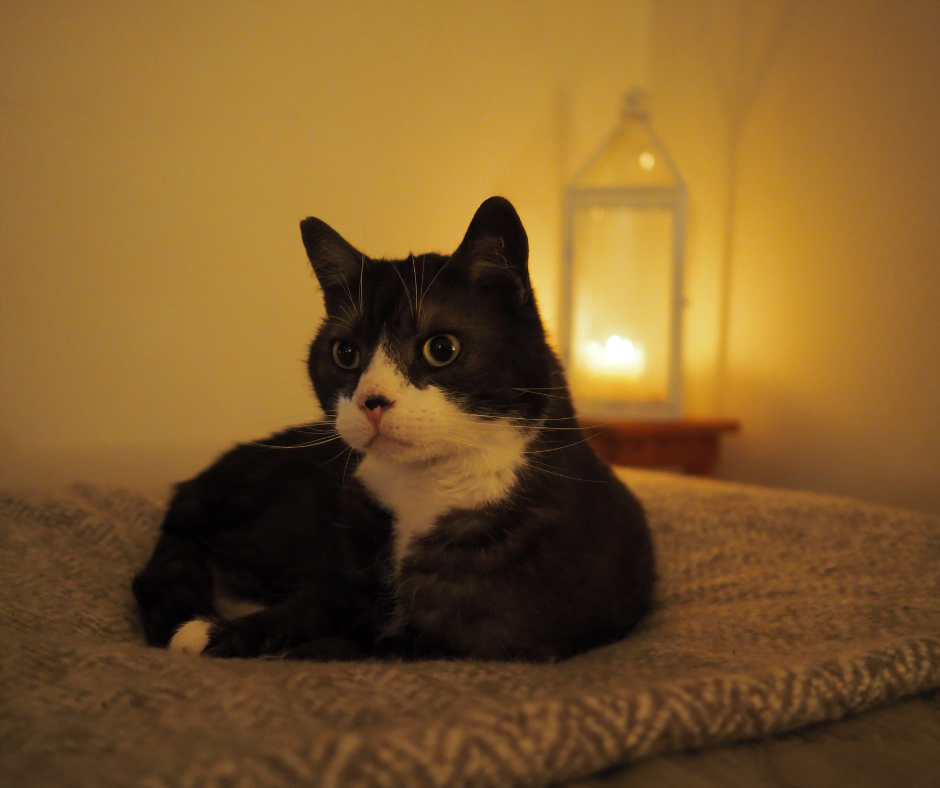 Are Incense and Candles Safe for Cats? What You Need To Know