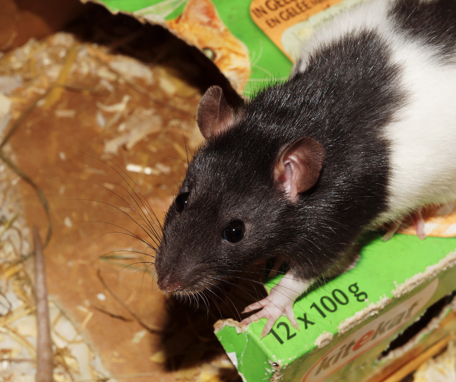 Are Candles Safe For Rats? What You Need To Know Kindled Craft